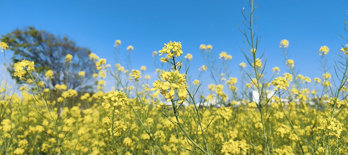 #菜の花