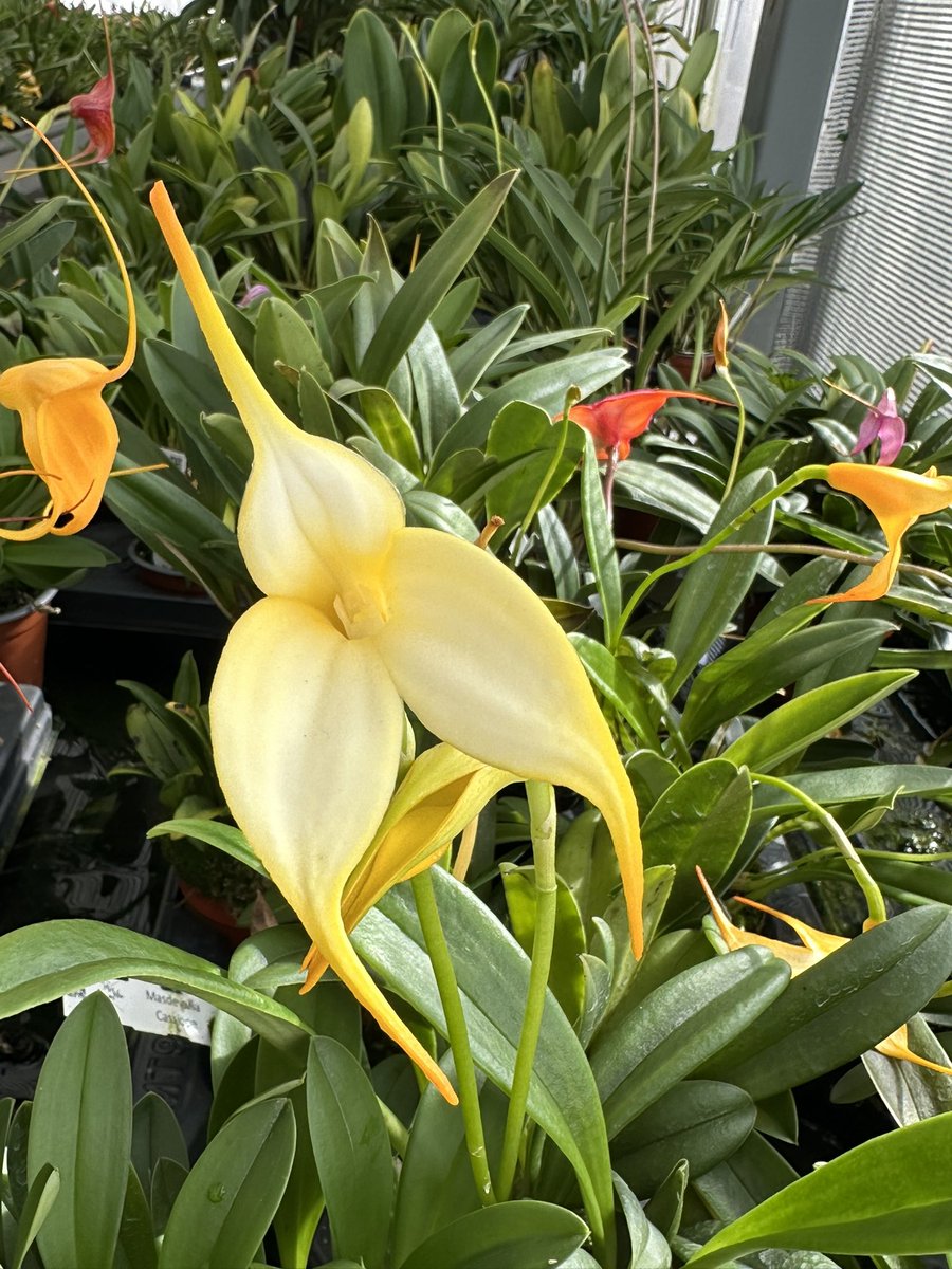Pale lemon colouring with deep yellow tips this is Masdevallia Camilita. Some buds still to open 🌿

#orchids #orquídeas #nature #conservation