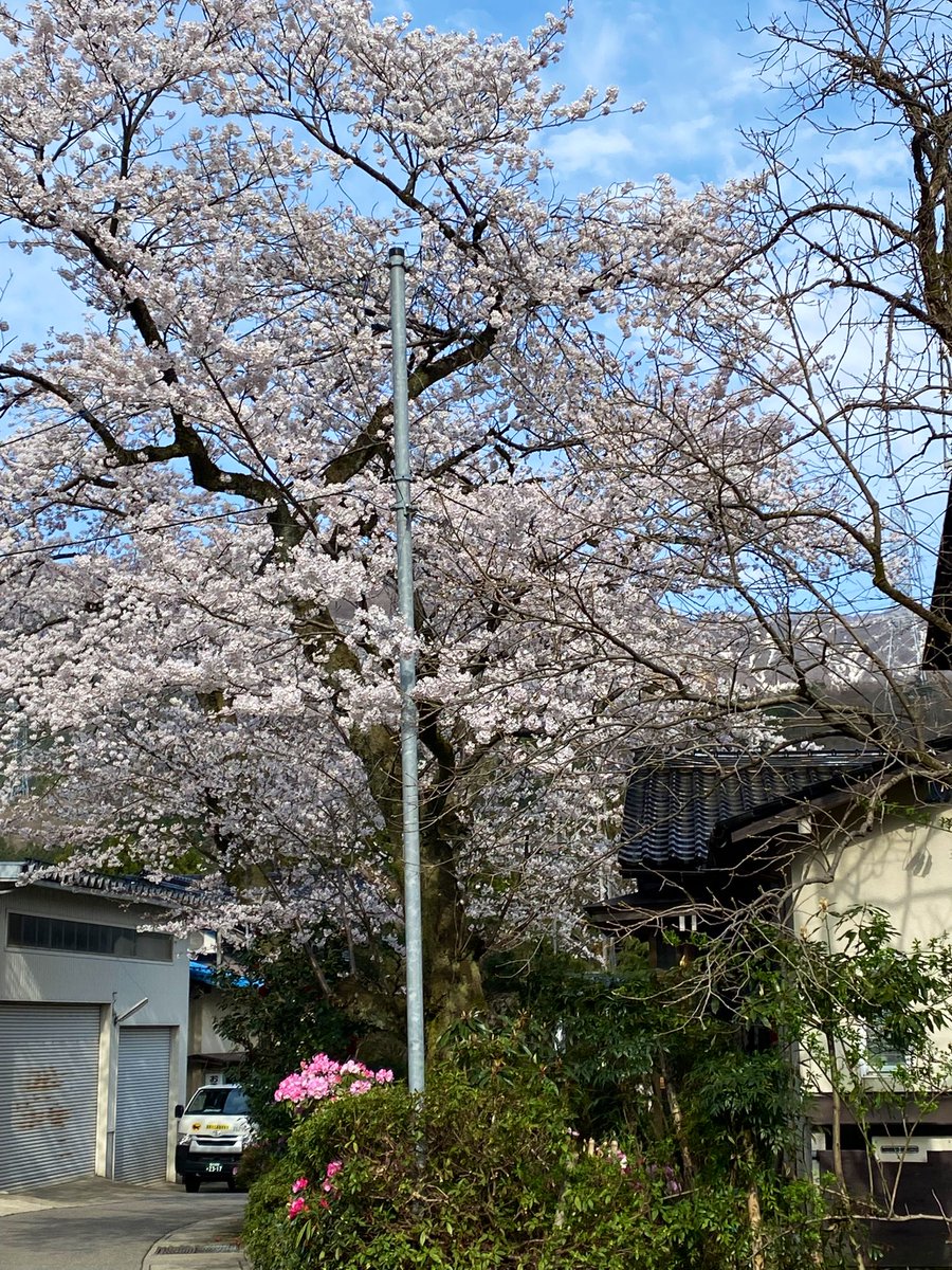 amkmena's tweet photo. 今年も綺麗に咲きました🌸 https://t.co/13hnLwBTRx