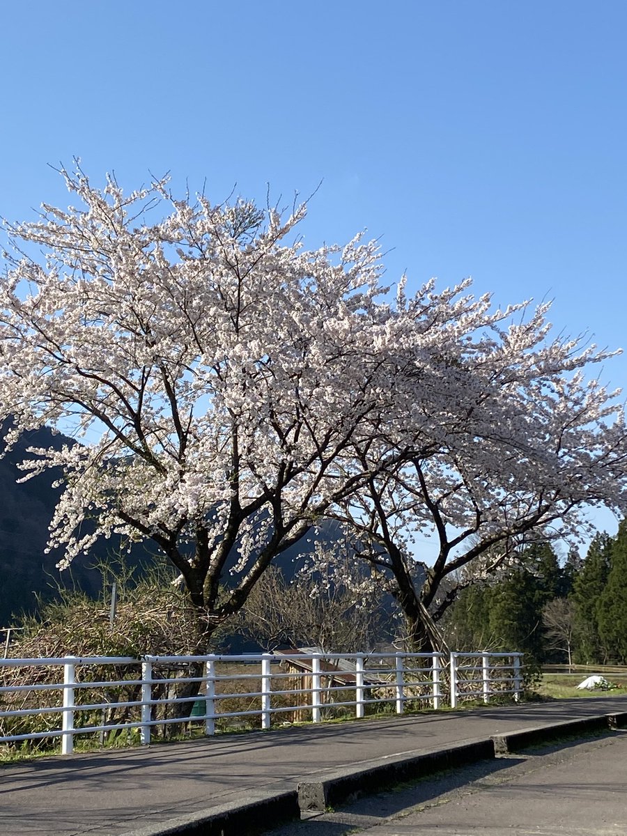 amkmena's tweet photo. 今年も綺麗に咲きました🌸 https://t.co/13hnLwBTRx