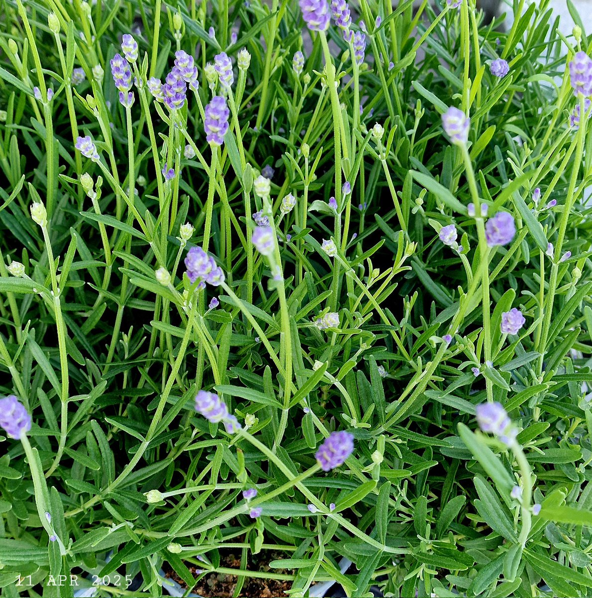 IDadzkov's tweet photo. Lavander. Lavandel.  Лаванда.
#nature #flovers #lavader #lavandel #potplant #FlowersPhoto https://t.co/vQdEm0aKsc