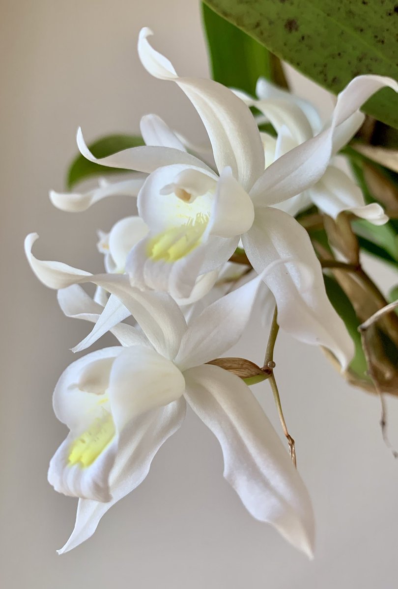 MamaFlowra's tweet photo. #seasonalplants
#flowers
#季節の植物
#coelogyneintermedia 
#セロジネインターメディア https://t.co/txjyfuvjwY