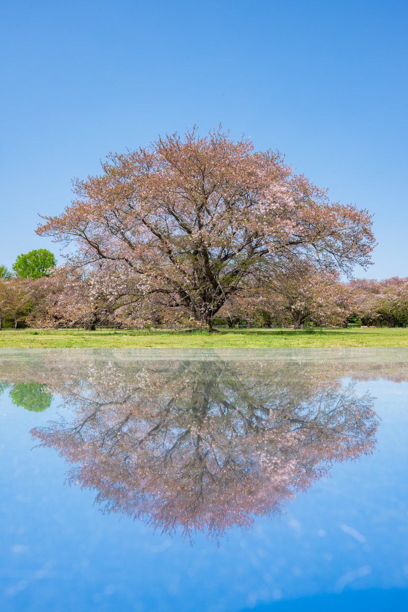 風のない日、渓流広場ではチューリップがきれいに水面に反射します♪水辺に咲いているとこんな写真も撮れるんですよ◎見頃は今週末までの予想ですのでぜひ今週中にお越しください！

※また、好評だった桜のリフレクションは桜が見頃過ぎとなったため4/20(日)以降撤去いたします。予めご了承ください。