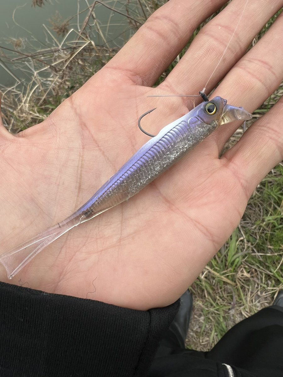 Hiroaki__Mizuno's tweet photo. ドリフトフライエラストマー４"の新色はとにかく視認性抜群🤩🙋‍♂️

浮いたメスを続々とキャッチ中です😊

0.7gホバストセッティングだと、ほぼサスペンド状態でネチネチと浅いレンジをロールさせれます✌️

このワームのリップの恩恵で、ホバストに慣れない方でもキレイにアクション出せるのが、最大の強み🔥だね👍
これからアフター期にかけて、数が釣れる釣りでもあります😊

@JACKALL_Inc