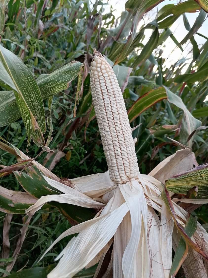 ModernAgri_Tips's tweet image. 🌽🐔🦅 Riddle Time!
A farmer must transport corn, a hen, &amp;amp; a hawk across a river—but his canoe can carry only 𝐎𝐧𝐞 at a time.

🚨 If left alone:
-The hawk will snatch the hen. 
-The hen will eat the corn.  

How does he get all three safely home?🤔 Reply 🔁 with your guesses