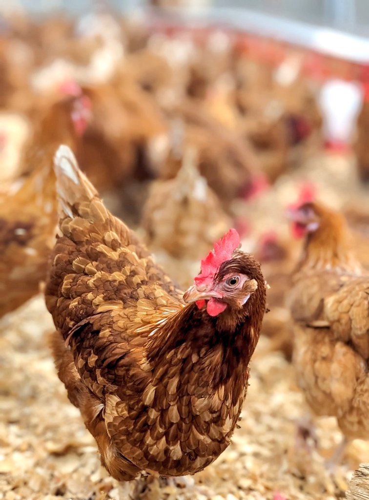 ModernAgri_Tips's tweet image. 🌽🐔🦅 Riddle Time!
A farmer must transport corn, a hen, &amp;amp; a hawk across a river—but his canoe can carry only 𝐎𝐧𝐞 at a time.

🚨 If left alone:
-The hawk will snatch the hen. 
-The hen will eat the corn.  

How does he get all three safely home?🤔 Reply 🔁 with your guesses