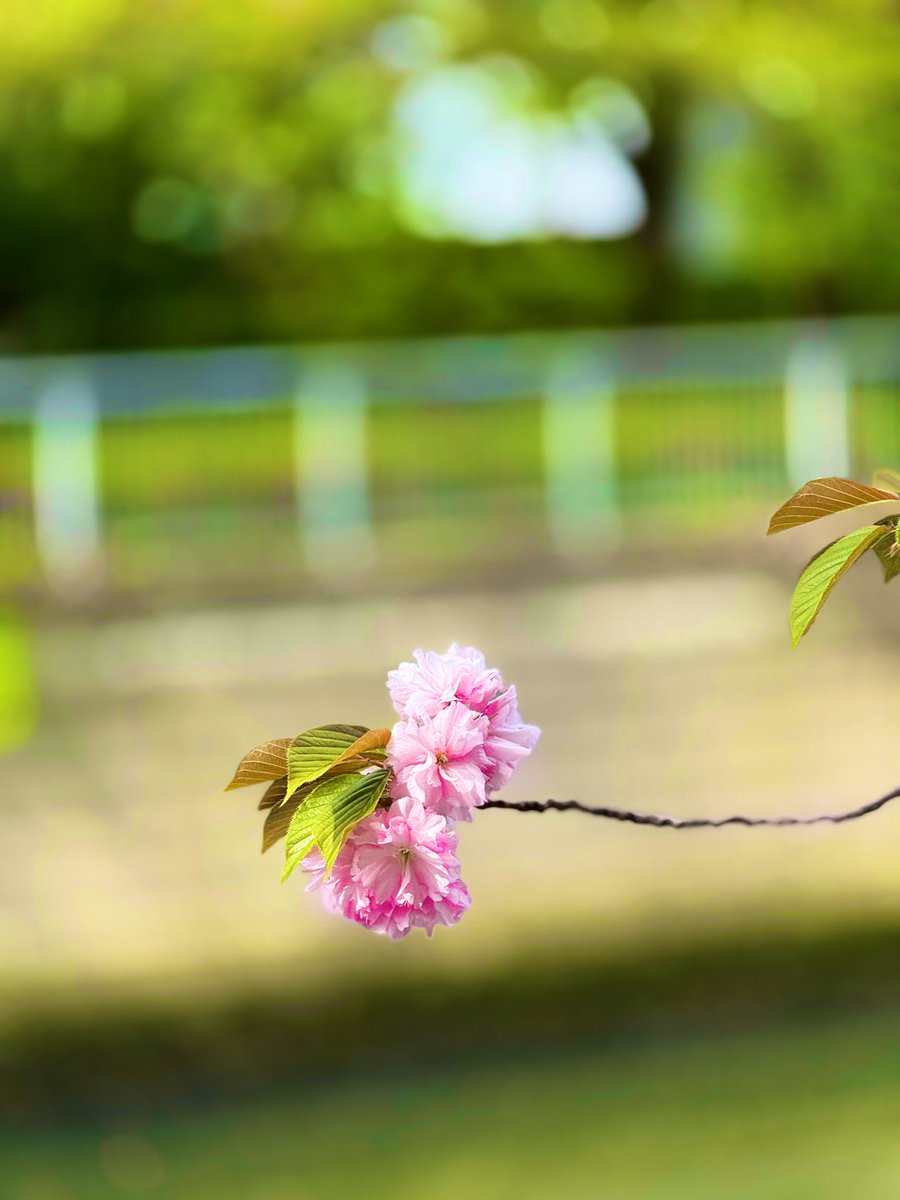 stefanhaukurj's tweet image. Morning run along the Meguro River. Sakura still linger—Spring’s not quite done with Tokyo yet.

早朝、まだ残る春の息吹を感じながら目黒川沿いをジョギングするのはとても気持ちいいですね🌸春が終わるのが名残惜しいです

#MeguroRiver #Sakura #TokyoSpring #朝ラン #桜