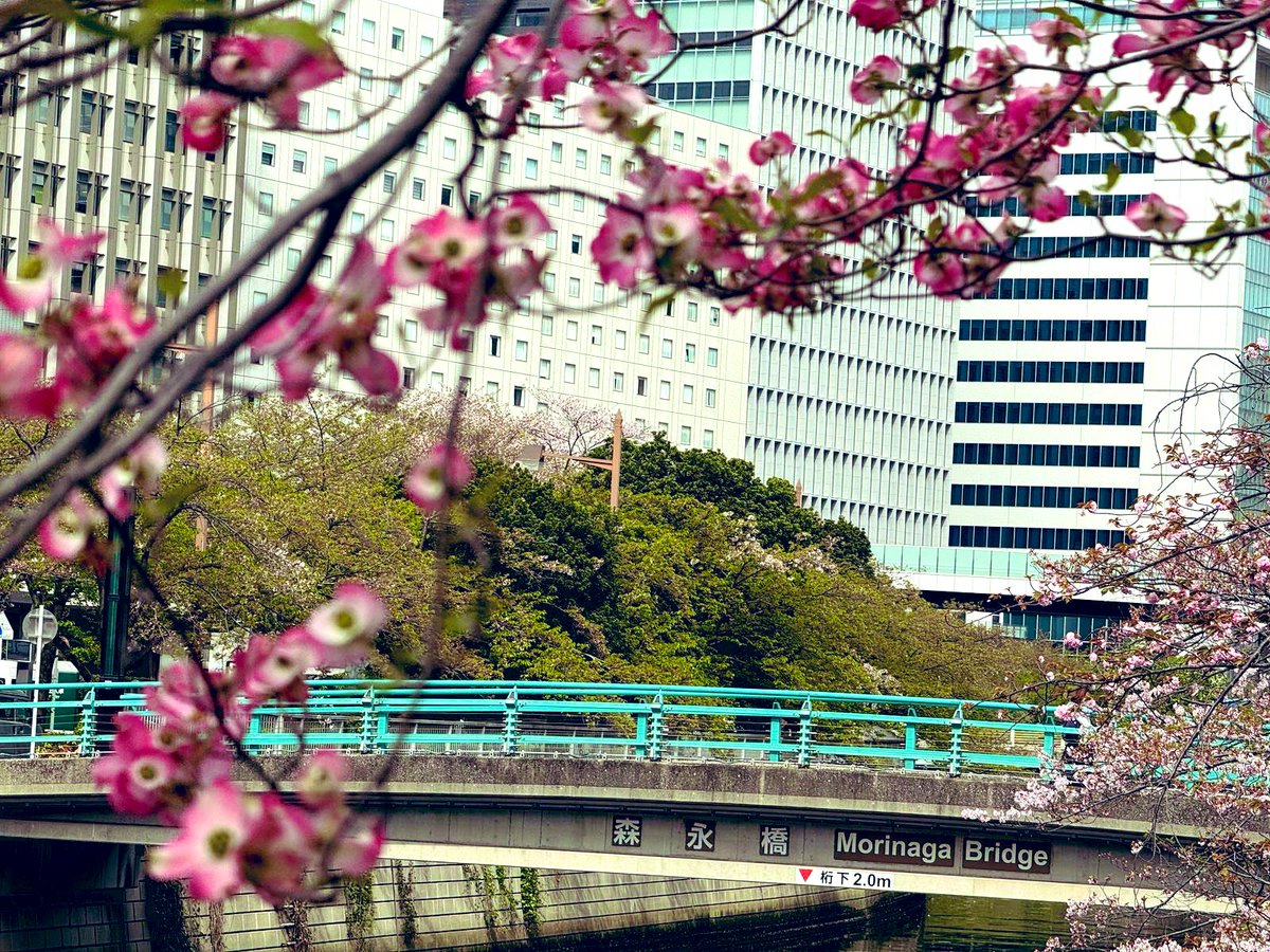stefanhaukurj's tweet image. Morning run along the Meguro River. Sakura still linger—Spring’s not quite done with Tokyo yet.

早朝、まだ残る春の息吹を感じながら目黒川沿いをジョギングするのはとても気持ちいいですね🌸春が終わるのが名残惜しいです

#MeguroRiver #Sakura #TokyoSpring #朝ラン #桜