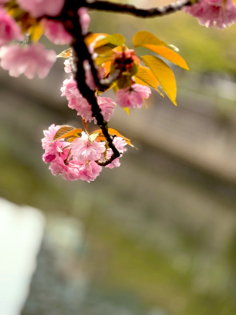stefanhaukurj's tweet image. Morning run along the Meguro River. Sakura still linger—Spring’s not quite done with Tokyo yet.

早朝、まだ残る春の息吹を感じながら目黒川沿いをジョギングするのはとても気持ちいいですね🌸春が終わるのが名残惜しいです

#MeguroRiver #Sakura #TokyoSpring #朝ラン #桜