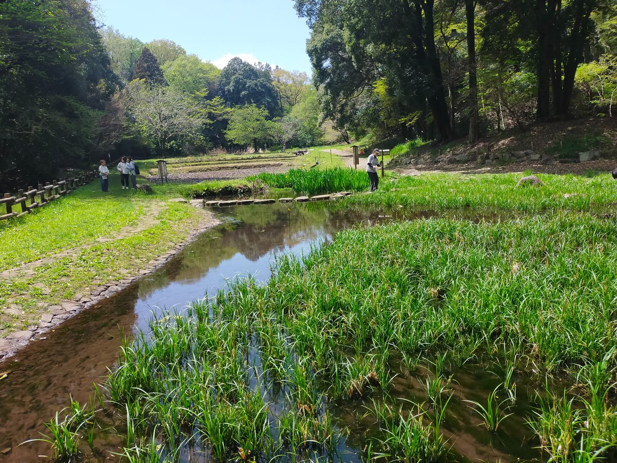 machida_green's tweet photo. 4月14日の協議会は、エクスカーション形式で忠生公園を会員の皆さんと巡りました！
「カニのすむ谷戸」という地元の呼び名に由来した「がにやら自然観」をスタートし、
園内を歩いていくと、湿地周辺はニリンソウやムラサキケマンなどの草花や蛙の鳴き声、のどかな風景に一同、心癒されました。 https://t.co/DKFQLuUGgb