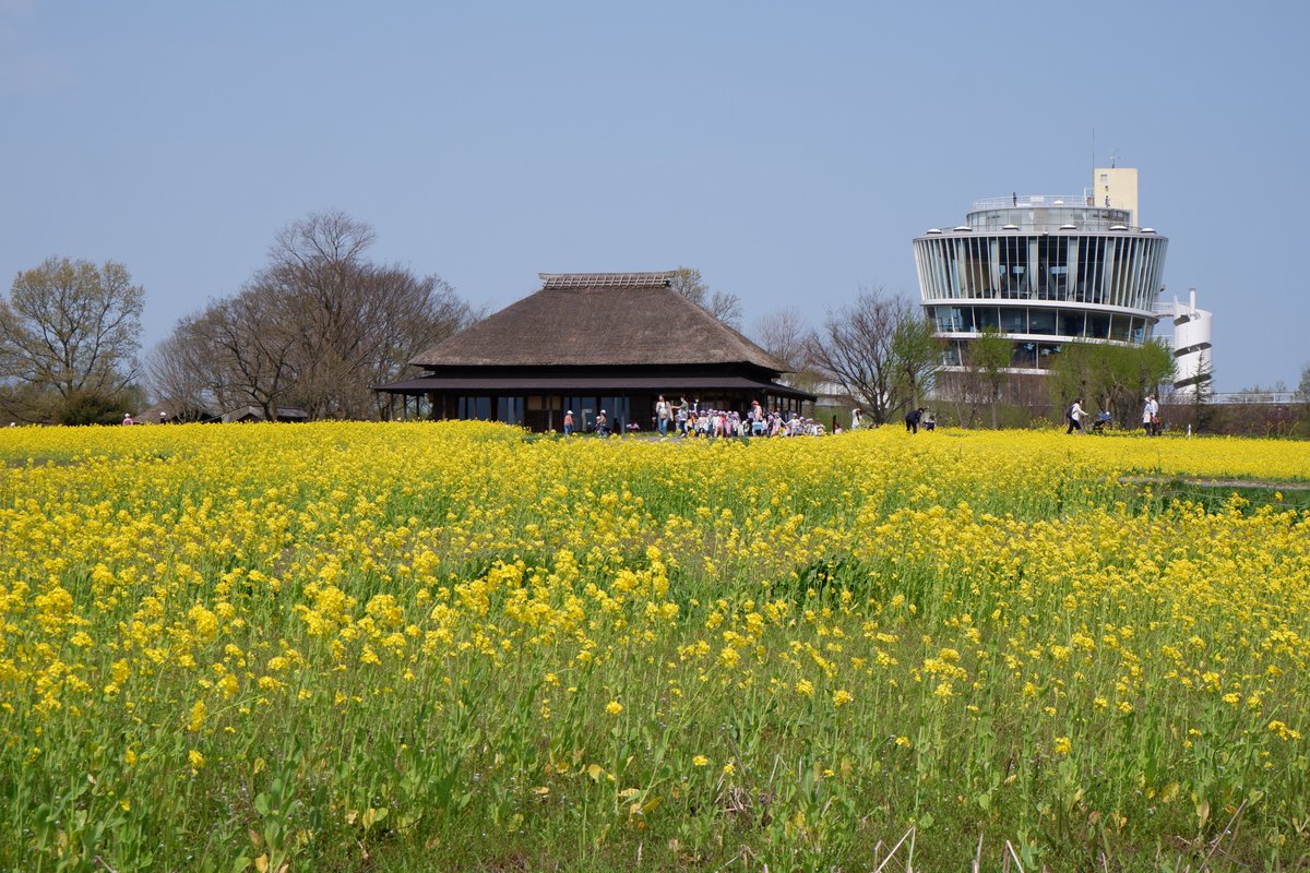 umasaniigata's tweet photo. 【福島潟／新潟市】

菜の花の名所福島潟✨

今年も咲き始めました！

今年は菜の花の育成がよくないようで背丈が低く
菜の花が無い箇所もポツポツ...

でも春の景色を楽しめました😊

https://t.co/ikoMYbJuJk

📷2025年4月17日撮影

#新潟 https://t.co/ag3qWH1atW