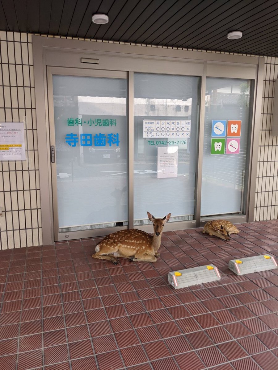 animalkyat's tweet photo. 歯科にシカいて草 https://t.co/GWYBbgwFrZ