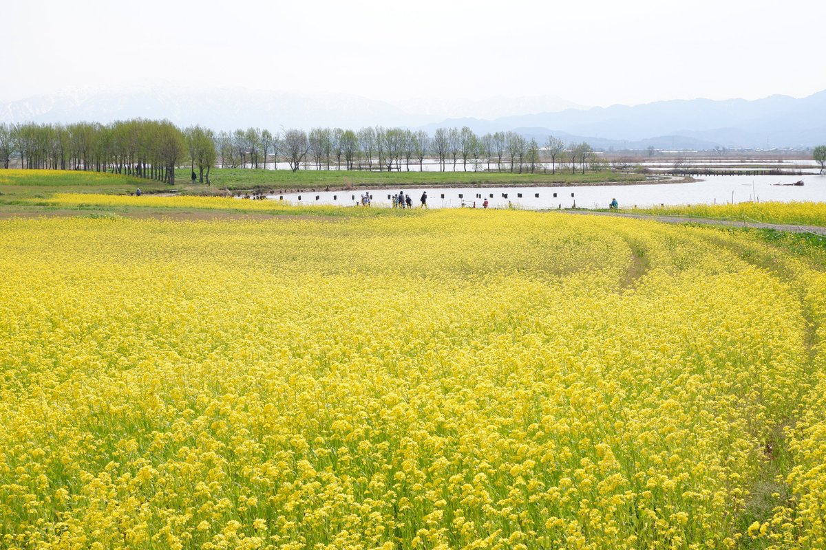umasaniigata's tweet photo. 【福島潟／新潟市】

菜の花の名所福島潟✨

今年も咲き始めました！

今年は菜の花の育成がよくないようで背丈が低く
菜の花が無い箇所もポツポツ...

でも春の景色を楽しめました😊

https://t.co/ikoMYbJuJk

📷2025年4月17日撮影

#新潟 https://t.co/ag3qWH1atW