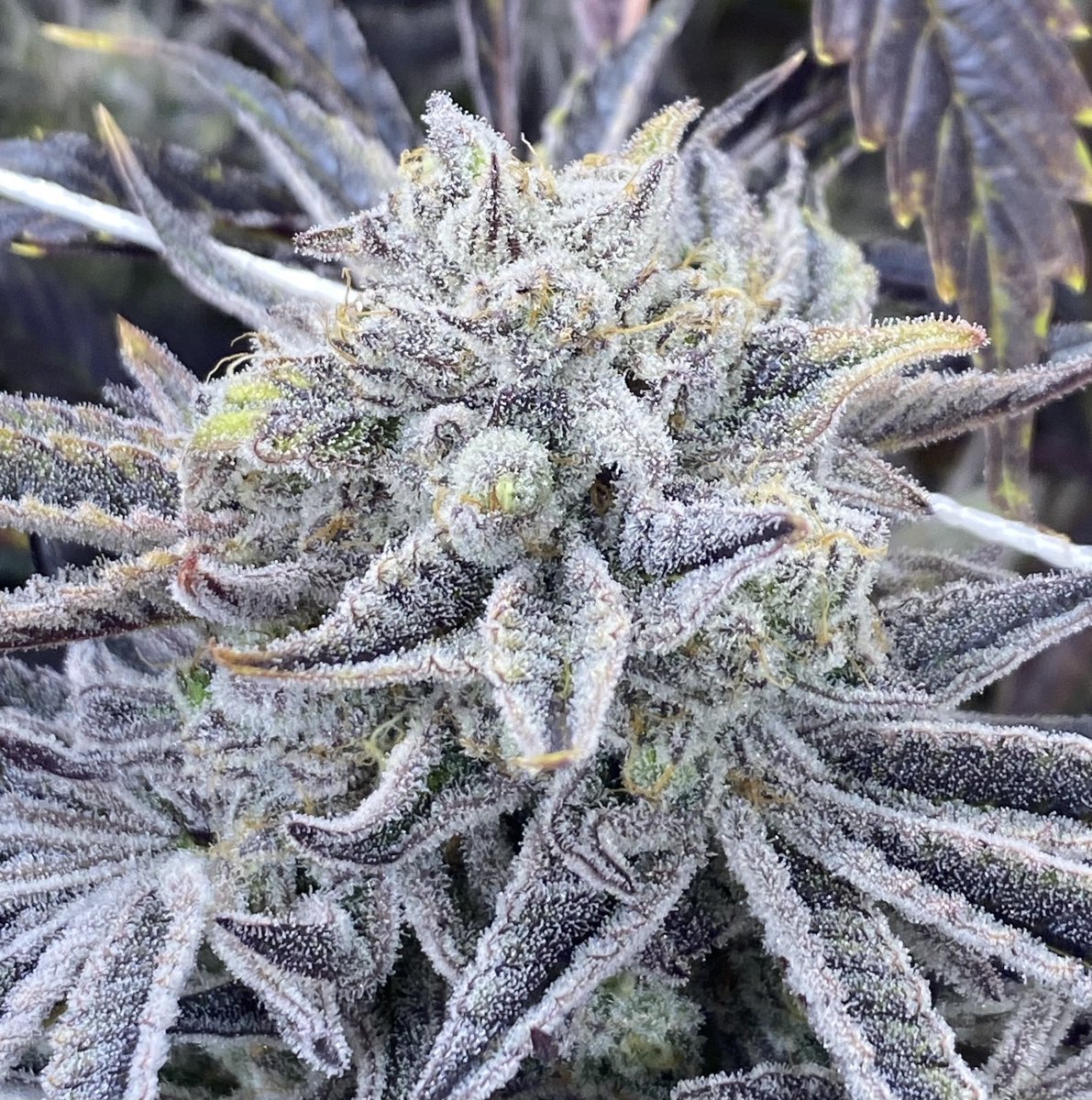 bashinbrian's tweet photo. @PatMcAfeeShow
So, I know you guys are SUPER busy in Vegas this weekend, but I would like to extend an invitation to you and all the boyz to take a quick tour of my LEGAL organic cannabis grow facility. 
This building is across from the stadium. We would love to give you a tour https://t.co/OwraXQobER