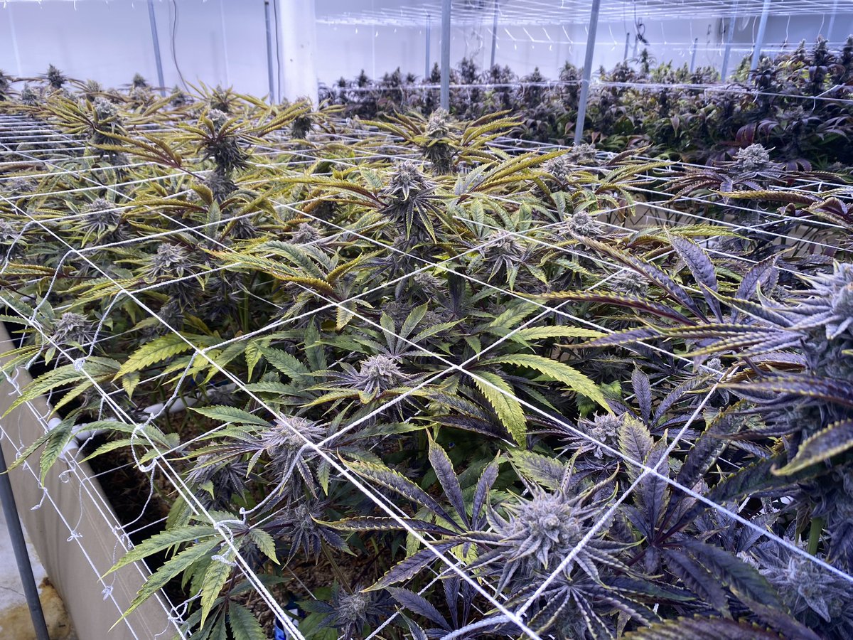bashinbrian's tweet photo. @PatMcAfeeShow
So, I know you guys are SUPER busy in Vegas this weekend, but I would like to extend an invitation to you and all the boyz to take a quick tour of my LEGAL organic cannabis grow facility. 
This building is across from the stadium. We would love to give you a tour https://t.co/OwraXQobER