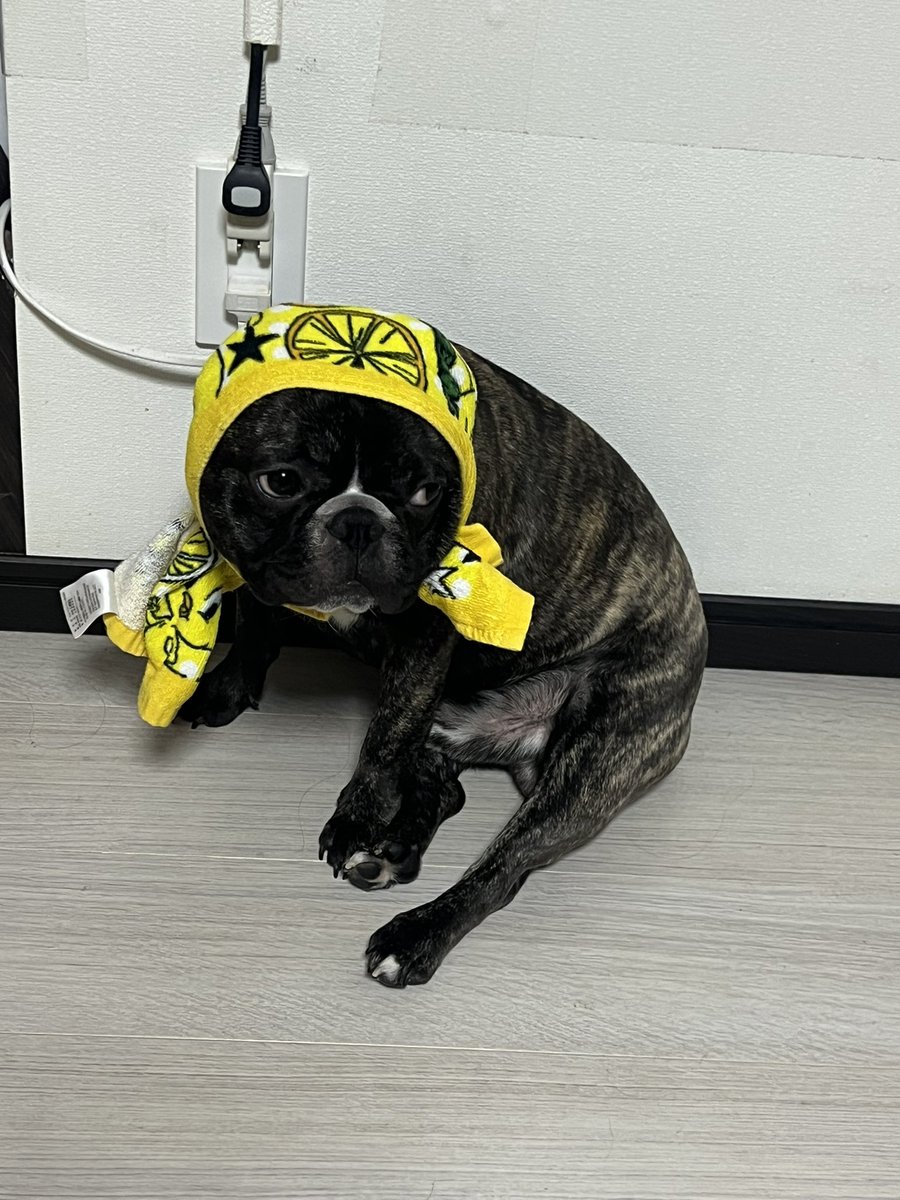 haaaa0113's tweet photo. @inu_life__ うちのぽんず🐶 https://t.co/CX7G4xV6UP