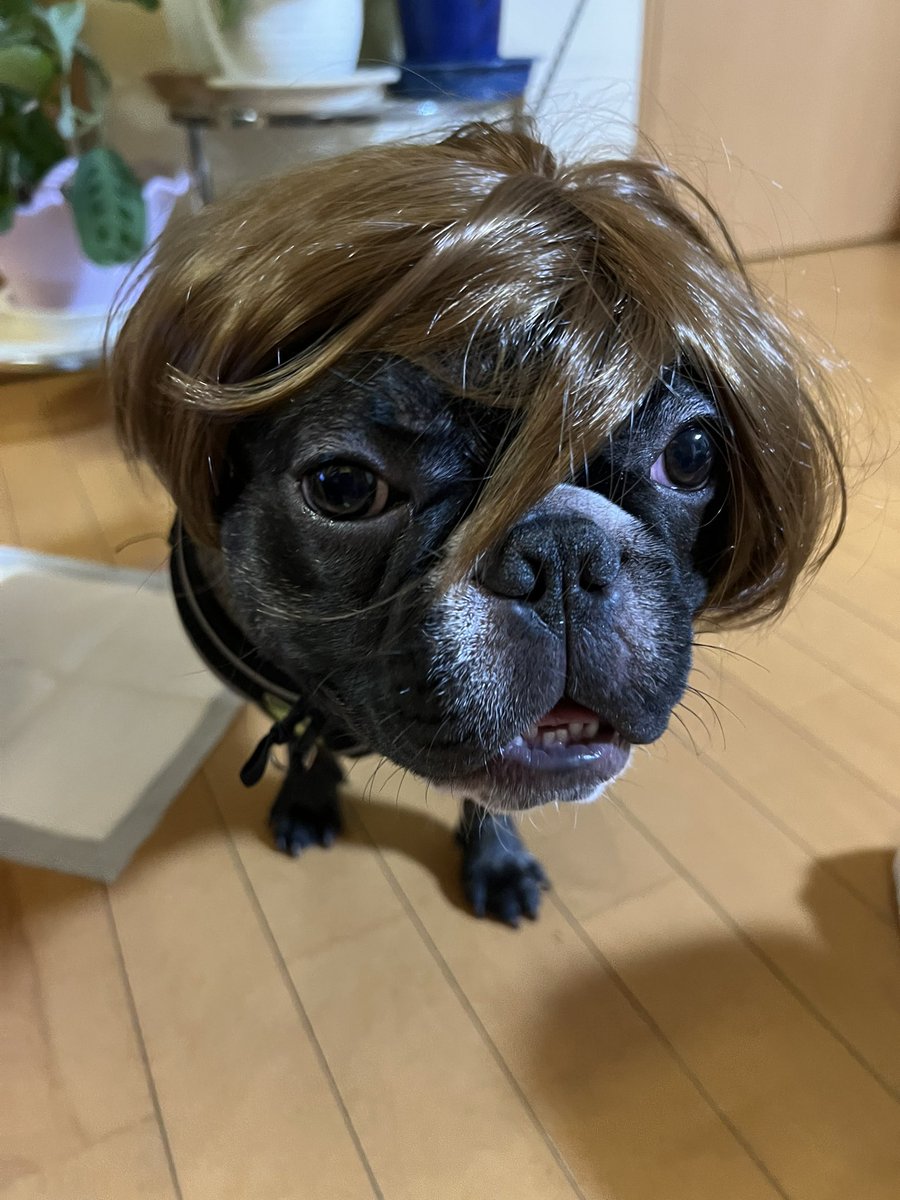 haaaa0113's tweet photo. @inu_life__ うちのぽんず🐶 https://t.co/CX7G4xV6UP