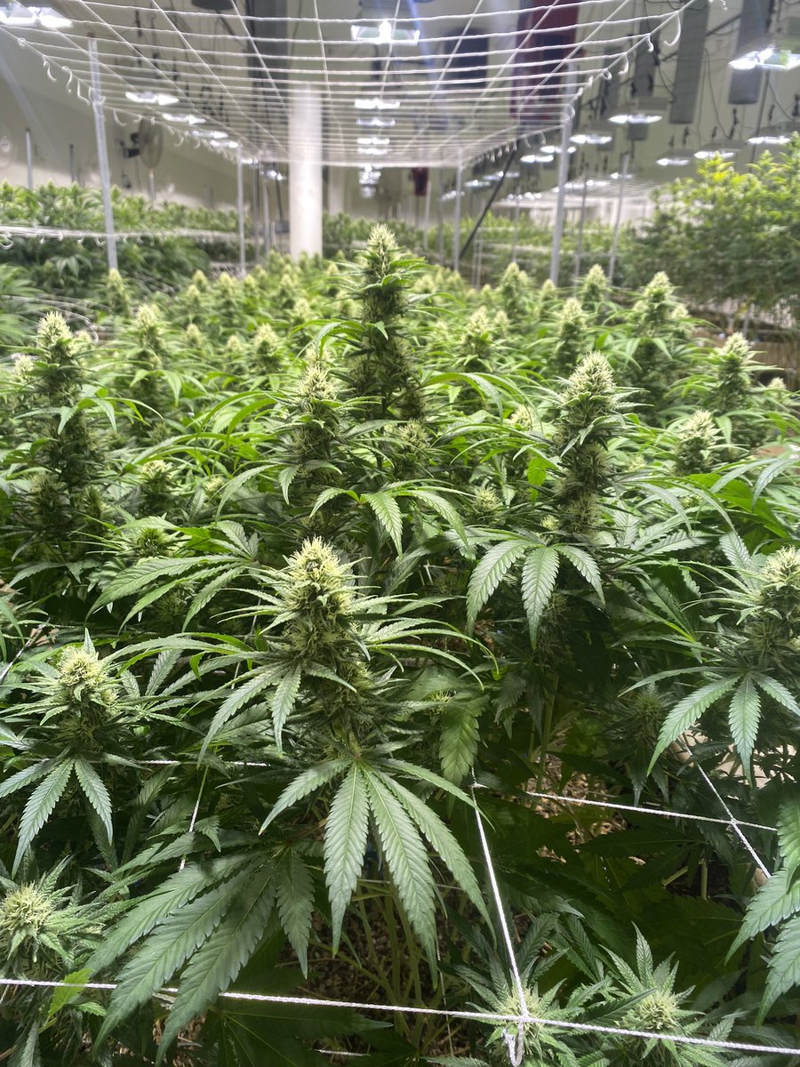 bashinbrian's tweet photo. @HammerDAHN 
So, I know you guys are SUPER busy in Vegas this weekend, but I would like to extend an invitation to you and all the boyz to take a quick tour of my LEGAL organic cannabis grow facility. 
It’s across from the stadium and we listen daily. Would love to have you over https://t.co/2cNVMdlg04