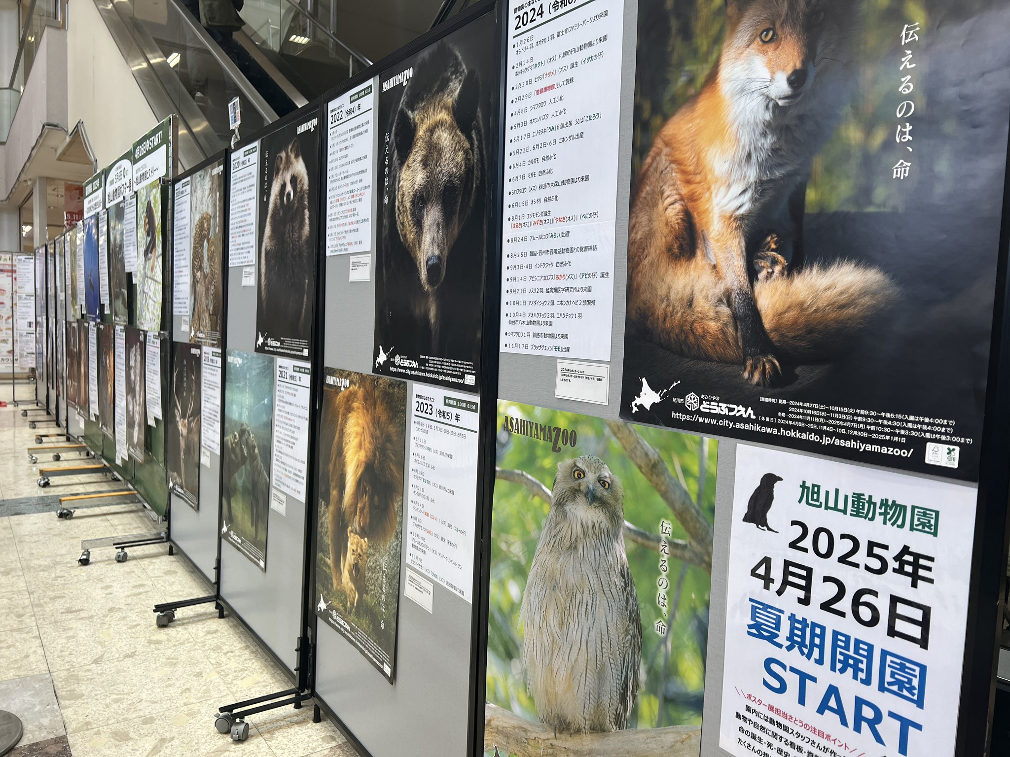 Amazon.co.jp: 旭川市 旭山動物園 開演50周年記念誌 条件付海外