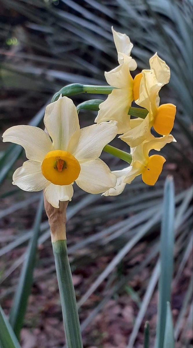 Naturepathway's tweet photo. *"A charming daffodil in full bloom, bringing a splash of sunshine to nature's canvas. 🌼✨*
#BeautifulDaffodil #SpringGlow #NaturePerfection #GoldenBloom #GardenDelight" https://t.co/muztLv3NKs