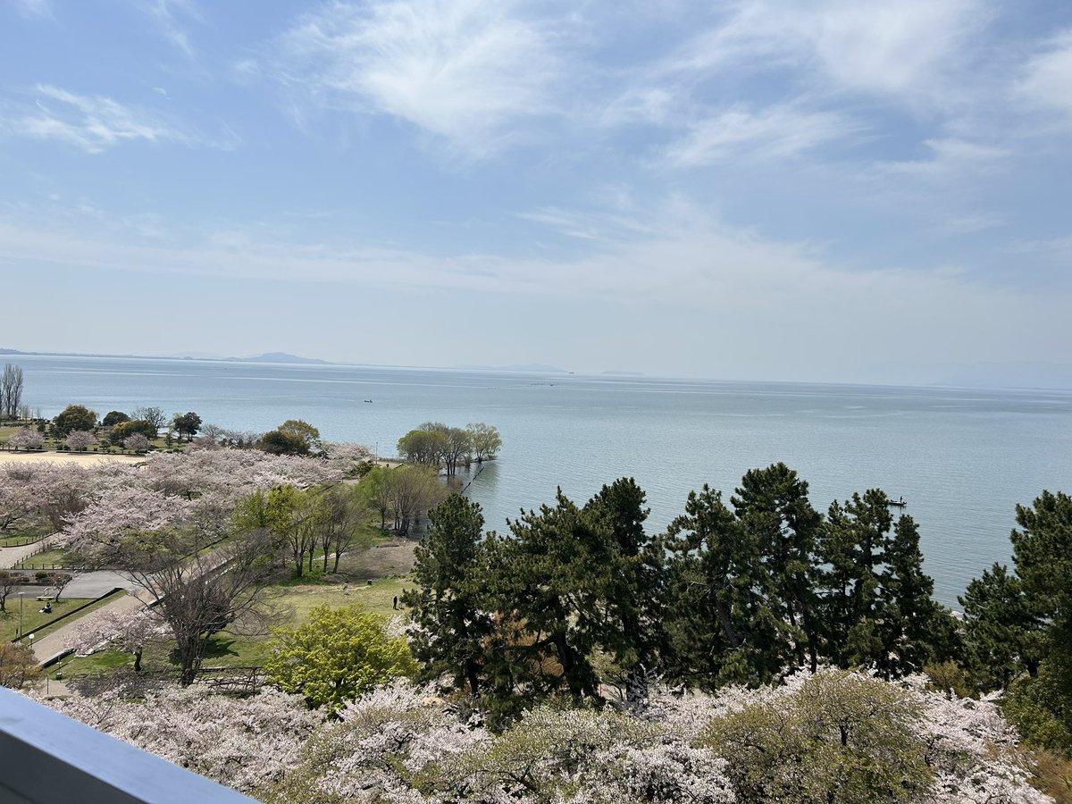 harryp311's tweet photo. ルイス・キャミーさんと桜凛月さんの桜ジオゲッサーで見た長浜城に到着。
たまたま滋賀に出張で近かったので寄ってみた。
桜が土日は綺麗だったそうです。
満開時ではなかったけど充分綺麗でした。
出世城に祈願しつつ！ https://t.co/1I54IxH38R