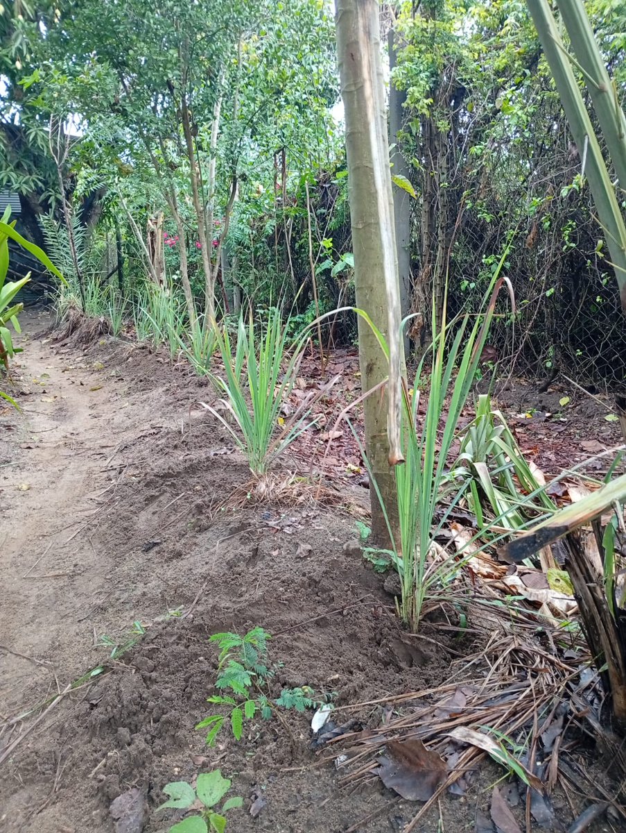 MagreenMorganic's tweet photo. Value the margins on your farm. You can maximise land use by growing herbs, flowers and crops along walking paths, fence and ends of planting beds. We use the margins to grow herbs like #lemongrass at #Fikirini farm. #smallfarms #growfood https://t.co/aD7mS3Oqcb