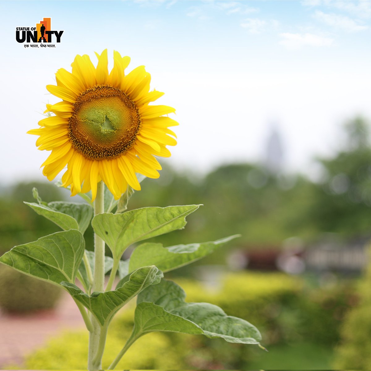 souindia's tweet photo. A burst of colors beneath the mighty statue โ the valley of Flowers in full bloom at the Statue of Unity.
#ValleyOfFlowers #ColorfulEscape #StatueOfUnity #EktaNagar #150YearOfSardarPatel https://t.co/e90kxA9MYa