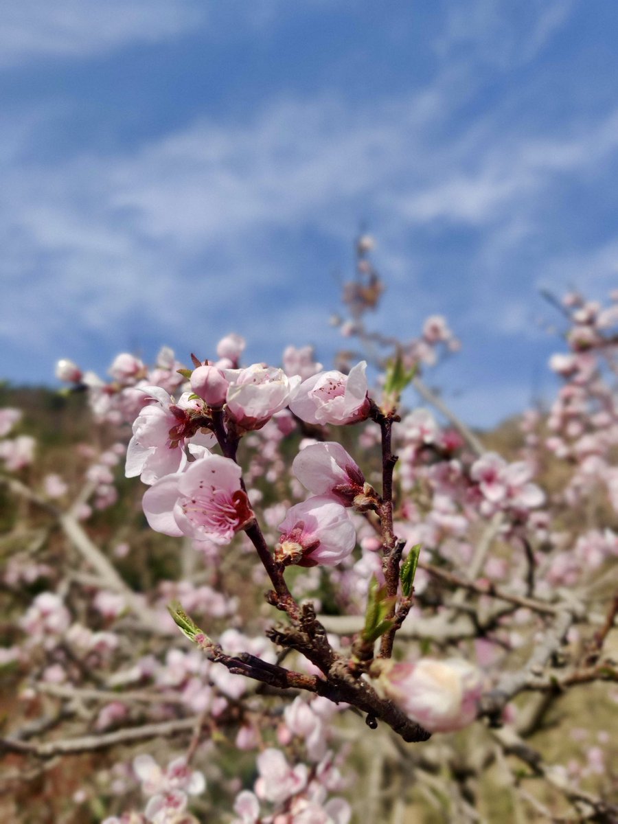 preetiae's tweet photo. "In the enchanting embrace of Ranikhet, where cherry blossoms paint the sky in hues of pink and white, we find a whisper of nature’s poetry. Each delicate petal dances in the cool mountain breeze, a reminder that life’s most breathtaking moments are ephemeral treasures 🌸 https://t.co/6zidhVjEBF