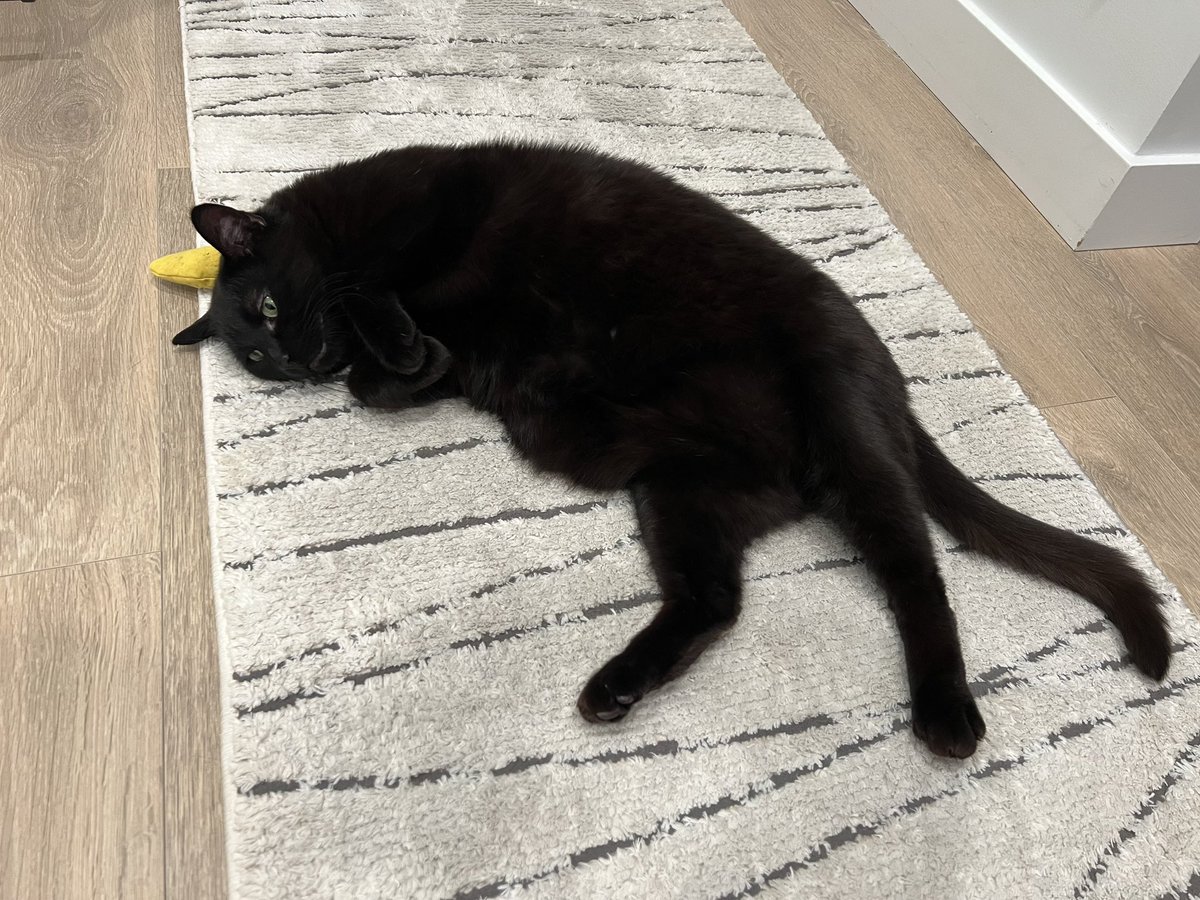 DatCatBingsu's tweet photo. Bingsu turned into a human?! 🙀😱
Yup!!! With a little help from AI, he’s now a total heartthrob🖤

#CatToHuman #AITransformation #BingsuTheCat #BingsuWithCream https://t.co/141bh6mUft