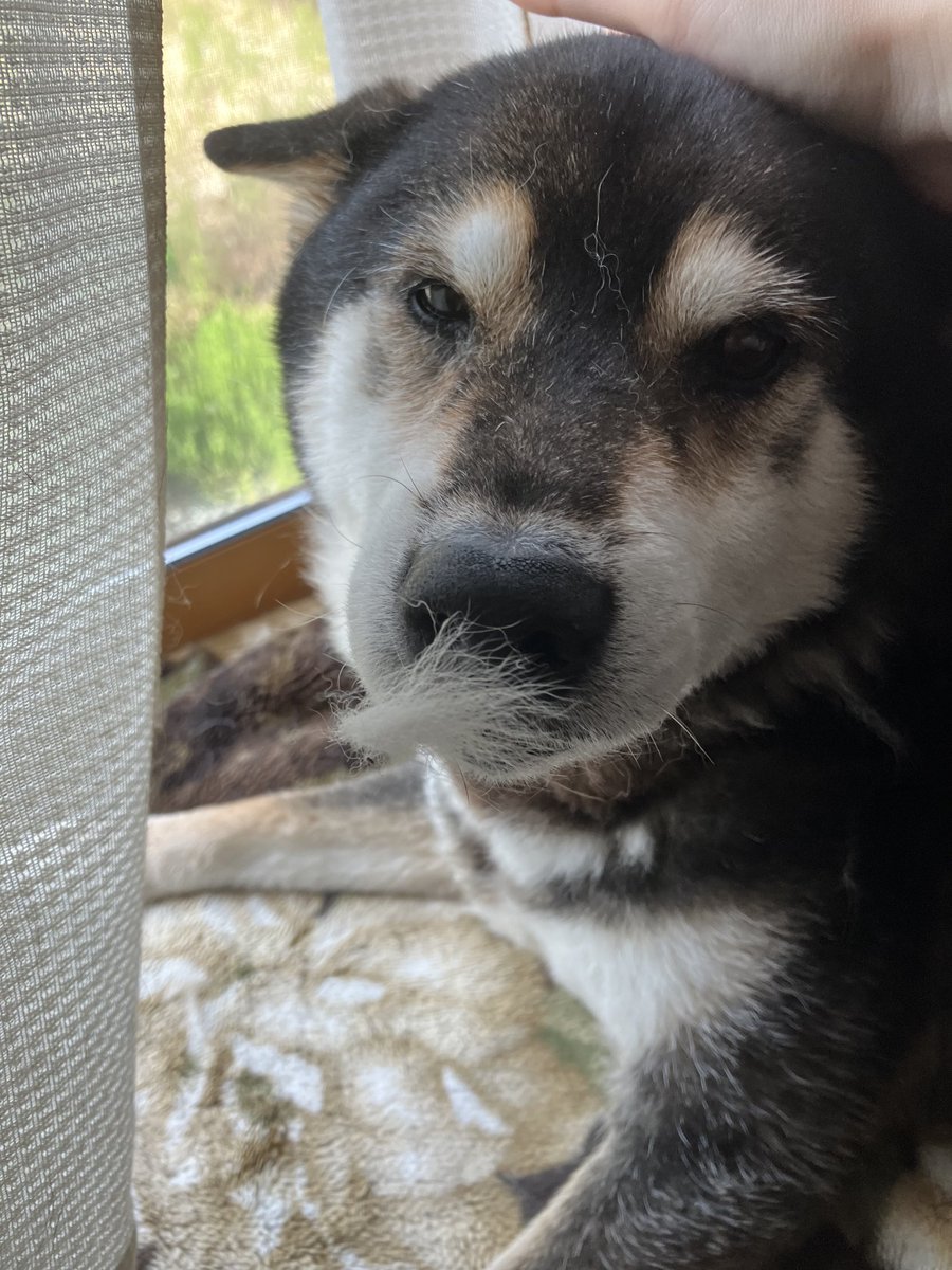 mame_azk's tweet photo. @inu_life__ 出遅れ失礼します、換毛期の犬です
鼻が湿っているのが確認できてよかった https://t.co/1wroqJQZm9