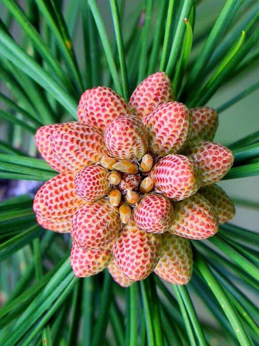 Naturepathway's tweet photo. *"A close-up of a vibrant pine cone surrounded by lush green needles, showcasing the intricate and colorful details of nature's design. 🌲✨*  
#PineConeBeauty #NatureCloseUp #BotanicalArt #ForestCharm #NaturalPatterns" https://t.co/x27SSjHR8Z