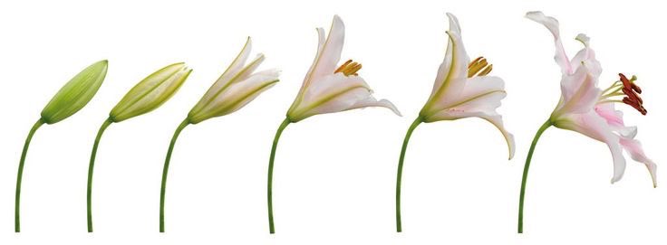 𓈒 ࣪ ˖ (@heartzjpg) on Twitter photo 