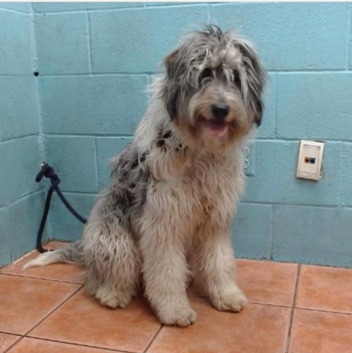 mapleveewesem's tweet photo. Now available at Downey #California ACC: DOLLY, gorgeous 2 yo 38 lb Old English Sheepdog!🥰
Adoption fees are waived. Downey has loads of great dogs &amp; space is tight due to ongoing remodel. Please visit🙏 info⬇️ #A5691660 https://t.co/J8hzGWbKED