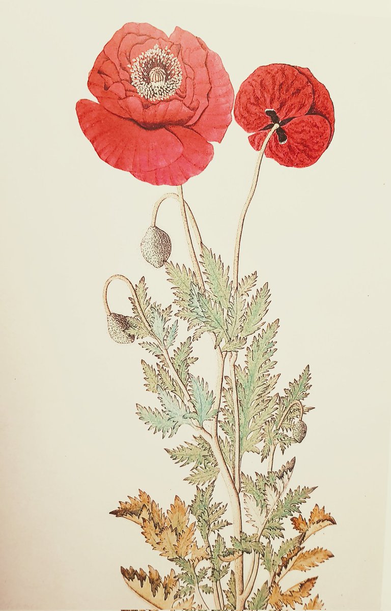 DalrympleWill's tweet image. Today we launch a brand new series @EmpirePodUK 

VICTORIAN NARCOS-
THE STORY OF THE OPIUM WARS