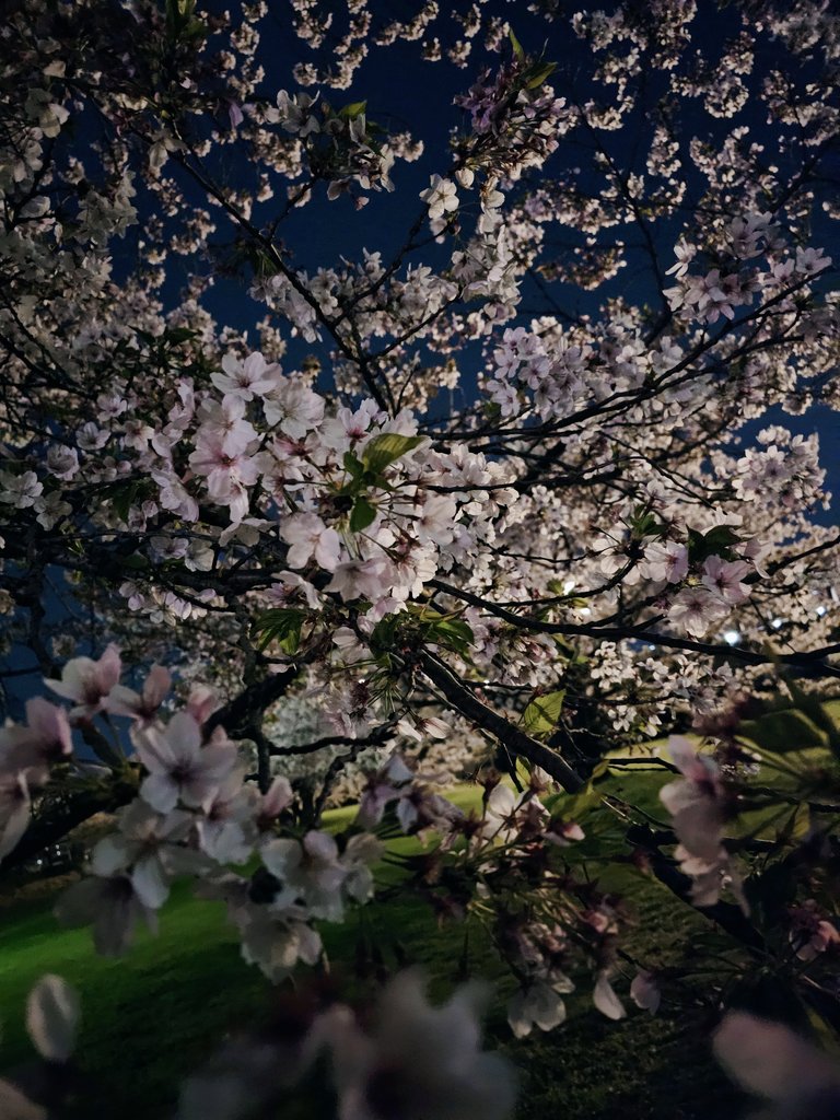 a75966742's tweet photo. 夜の桜ってなんで
こんな綺麗なのー？ https://t.co/Rn3BaJoMe3