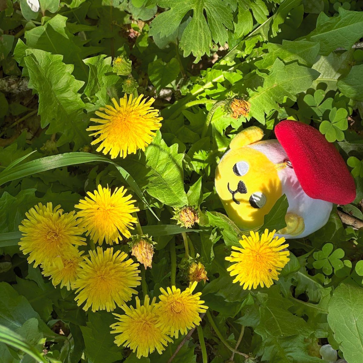 お散歩してたらタンポポが咲いていたヨ🐑
確か去年は3月に咲いていたような…遅いお目覚めですね。
でもかわいいお花🌼だね。
#タンポポ #たんぽぽ #散歩 
#スシズー #スシメー #sushizoo #susheep #ぬい撮り #ぬいぐるみ