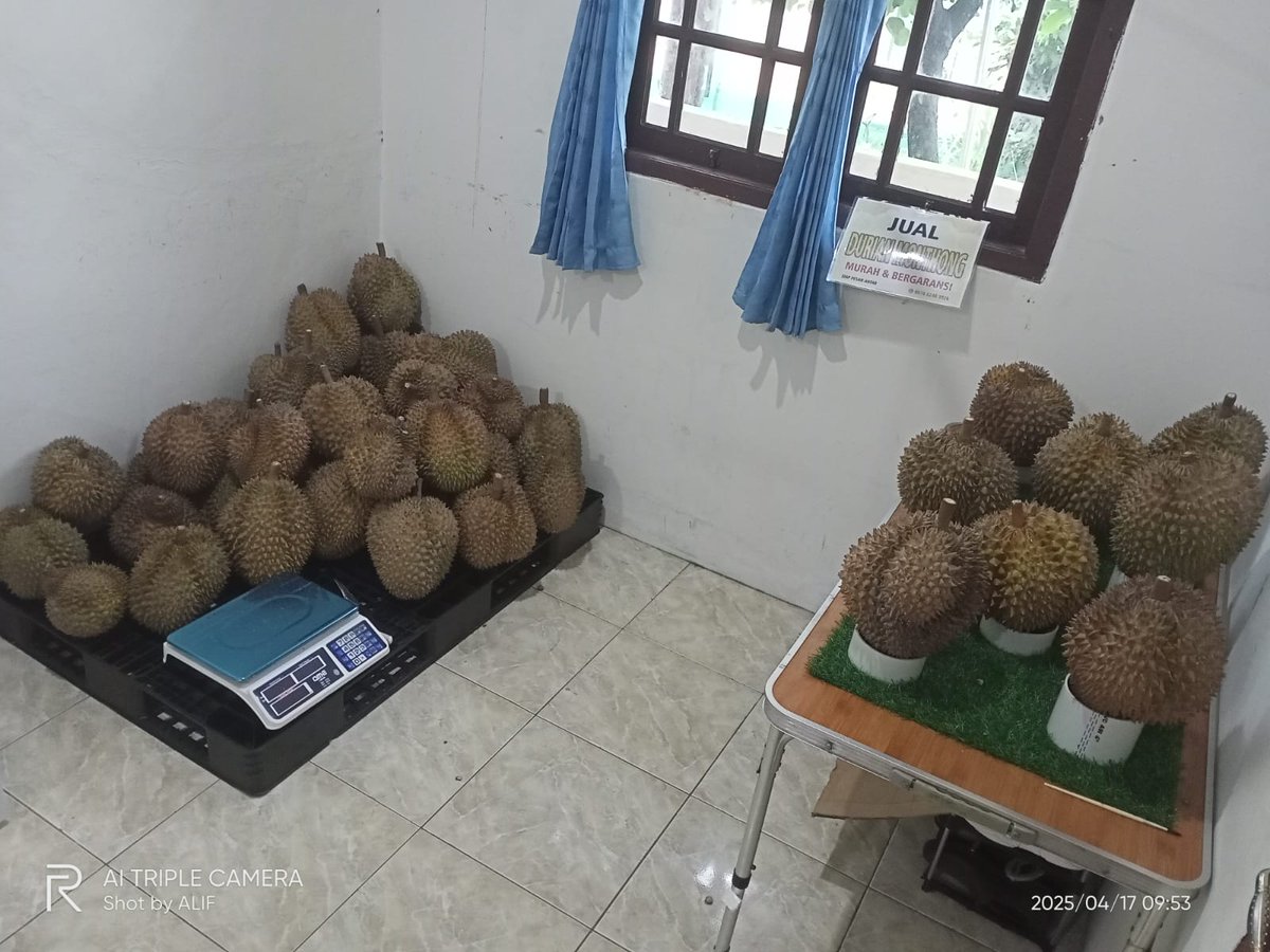 rian1009's tweet photo. Durian montong singaraja &amp; parigi siap makan ready.
Yg dekat boleh datang, pilih, cicip, cocok bungkus.
Yg jauh mw digojekin juga bisa, instan/sameday aman.
Kirim luar kota selama tercover layanan reg 1-2 hari juga siap bantu kirim.
Harga NYUNGSEB Rp. 60
000/kg  
GARANSI https://t.co/8tVQ8lBvYi