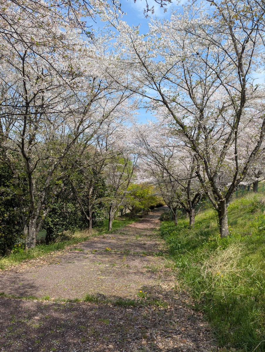 obrian5j55j's tweet photo. 今年は見に来るのが遅くなってしまった
→一昨年 https://t.co/dqWO7IONhY