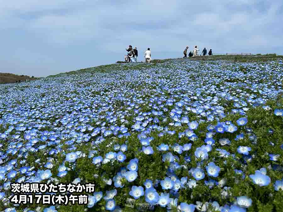 瑠璃色の花の海ひろがる】 茨城県のひたち海浜公園をはじめ、各地で