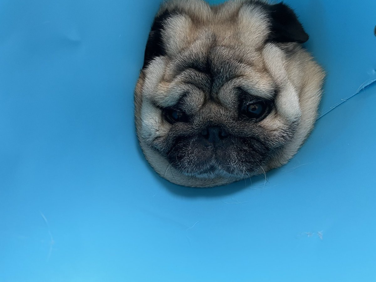 yuzukosho47's tweet photo. ブンさんの情けな犬のお顔を色んな人が見てくれている 笑

ついでに既出ですが
爪切りイヤイヤ顔も再度見て欲しい https://t.co/NdJEj23eEi