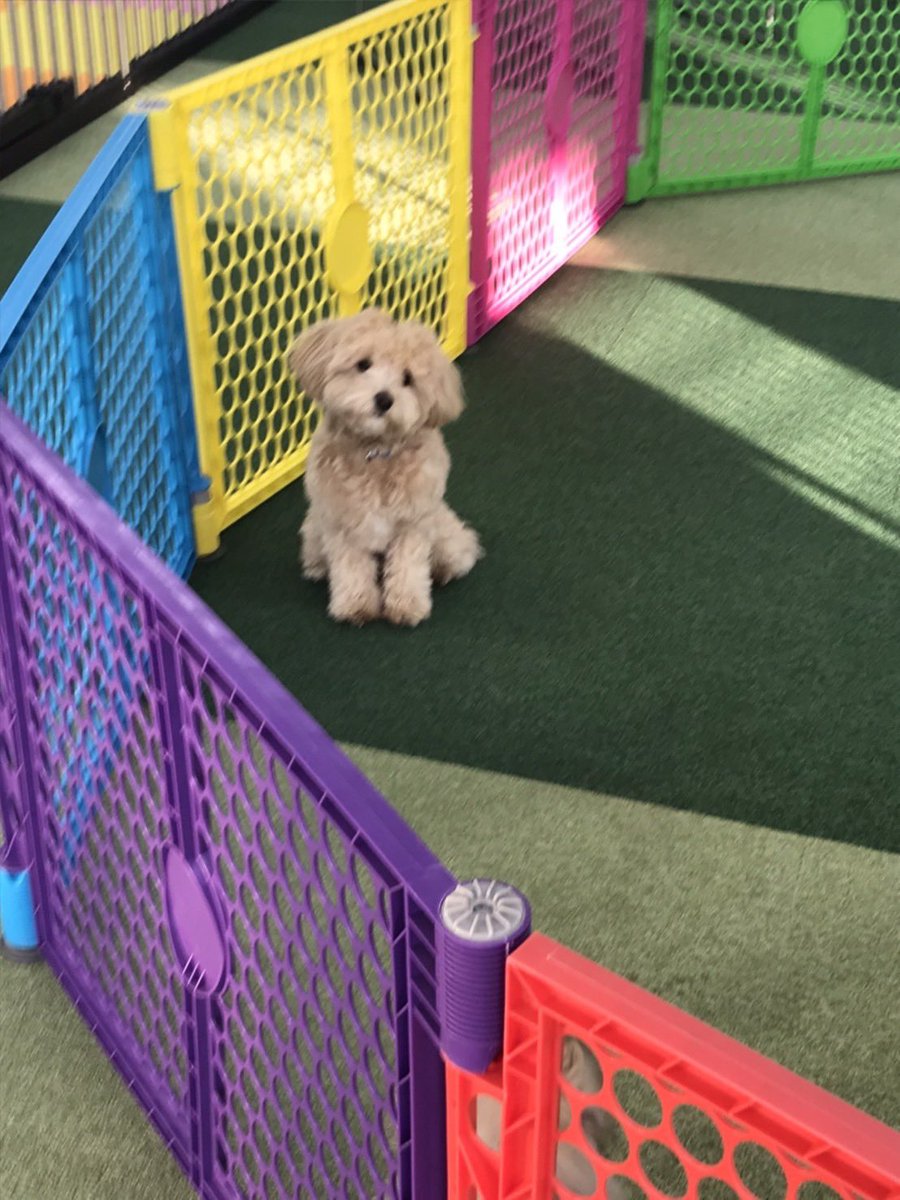 Penpenchan_j's tweet photo. 他の犬と馴染めなかった https://t.co/HwMbtaLYKj