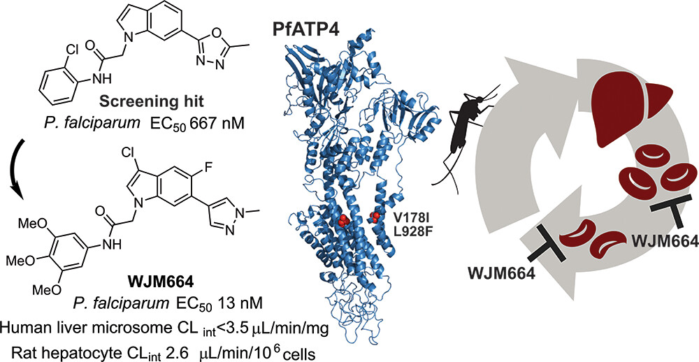 Sleebs Lab (@sleebs_lab) on Twitter photo Pleased to see our latest research lead by Kyle Awalt and Zi Kang Ooi <a href="/Sleebs_Lab/">Sleebs Lab</a> <a href="/WEHI_research/">WEHI (Walter and Eliza Hall Institute)</a> on the investigation of a novel class of antimalarials that target PfATP4 published is now online at the Journal of Medicinal Chemistry. pubs.acs.org/doi/10.1021/ac… Pleased to see our latest research lead by Kyle Awalt and Zi Kang Ooi <a href="/Sleebs_Lab/">Sleebs Lab</a> <a href="/WEHI_research/">WEHI (Walter and Eliza Hall Institute)</a> on the investigation of a novel class of antimalarials that target PfATP4 published is now online at the Journal of Medicinal Chemistry. pubs.acs.org/doi/10.1021/ac…