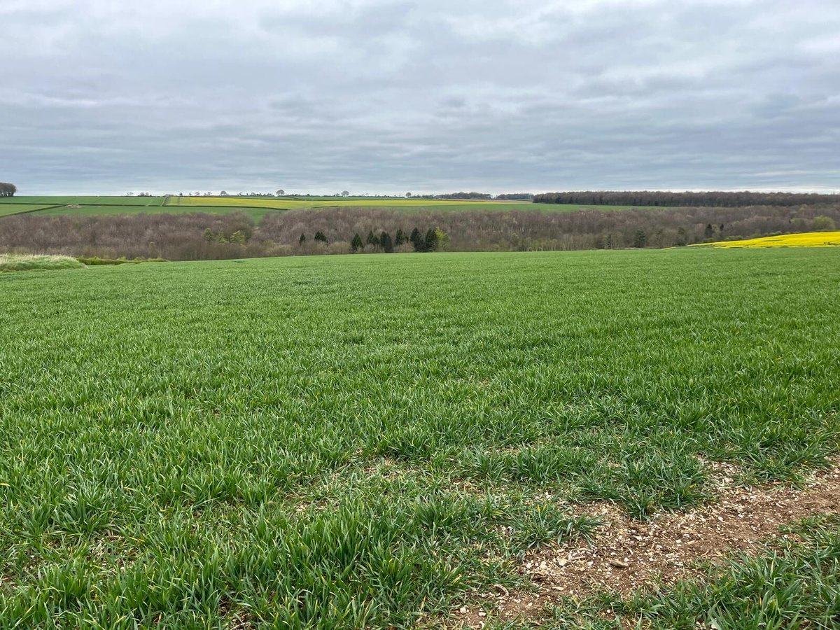 Grant Connor, our Seed Specialist in Yorkshire snapped this pic on The Wolds. 

He's really happy with the way LG Typhoon is looking in his area right now.

Are you growing LG Typhoon?

Tag us in your pics! 📸