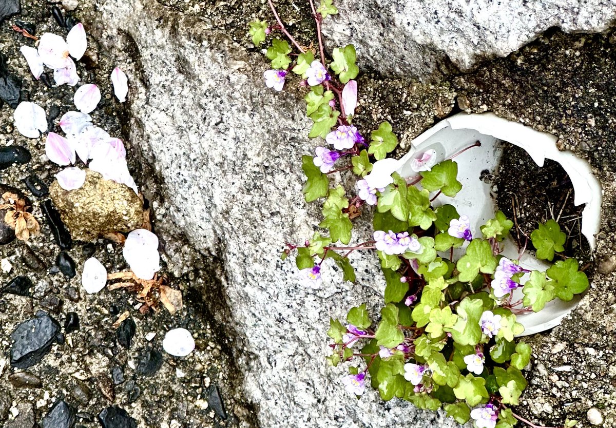 kuretakerijou's tweet photo. 【足元の春☘️】桜は、うつむきがちな季節から一気に上を向こうと誘ってくれる🌸　ふと足元のこの子達の可憐さに口元が上がる季節です☘️ https://t.co/FPSazMe2rP