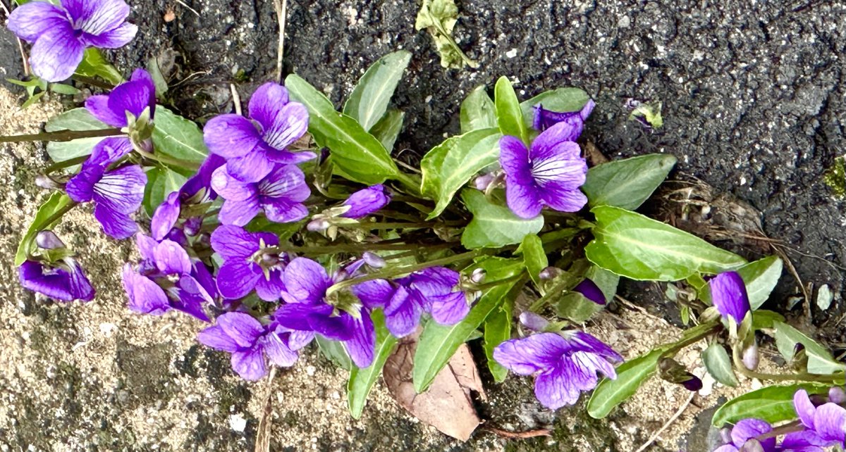 kuretakerijou's tweet photo. 【足元の春☘️】桜は、うつむきがちな季節から一気に上を向こうと誘ってくれる🌸　ふと足元のこの子達の可憐さに口元が上がる季節です☘️ https://t.co/FPSazMe2rP
