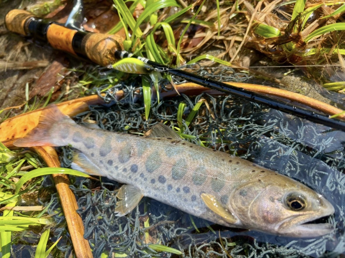 tencho_last1997's tweet photo. 先週の続き釣行🎣
先週よりも更に増水。高巻きばかりで時間がかかり予定の半分も進めずに遡行断念😵
#lurefishing
#exts44ul
#exts46ul
#exts464ul
#exts503ul
#exts48xl
#exts52xl
#山女魚
#岩魚
#山女魚ネット
#awayco
#awayco40s
#桜
#桜満開 https://t.co/PKg0BuR2Lv