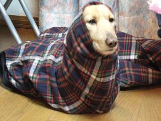 nice_tooth's tweet photo. @inu_life__ はんてんから抜け出せなくなった犬です https://t.co/Z1h3enodZX