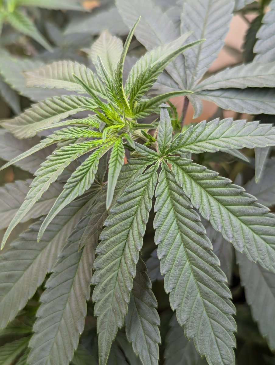 Sooo, currently no further worries have progressed.... New growth is lookin alright to me.