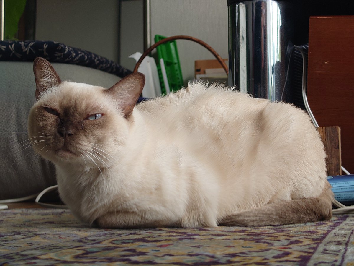 kuesuke_jp's tweet photo. My parents' cat as a human by AI. Nicely grumpy.
https://t.co/xfJsHQvpZ2 https://t.co/VWUZK6C1bN