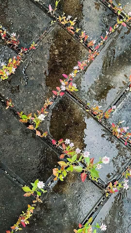 PROF_PROBLEM's tweet image. : ¨·.·¨ : ‌
` ·. 🔆Bi ꓖⳙ̈ⲛⲇⲩ𝖽ıⲛ alabilir miyim.. ✨☕